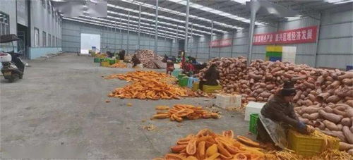 从田间到海外餐桌 贵州毕节织金南瓜的跨洋之旅