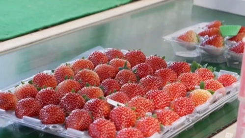 北京初级农产品市场供应充足，价格保持基本平稳