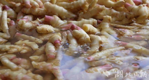 小生姜撬动亿元大产业 来凤初级农产品的“致富密码”