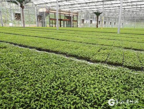 从“大山特产”到“致富钱途” 初级农产品变身产业招商新亮点